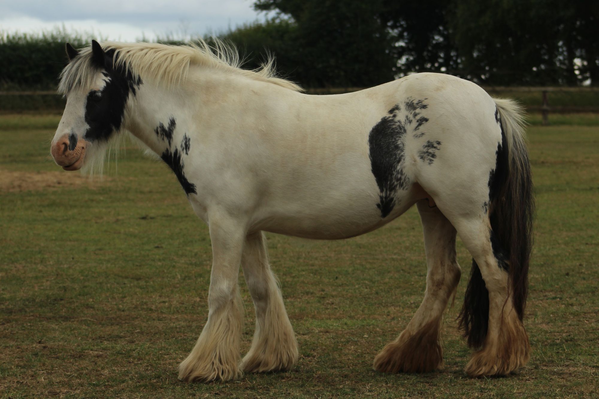 photo of Allegro