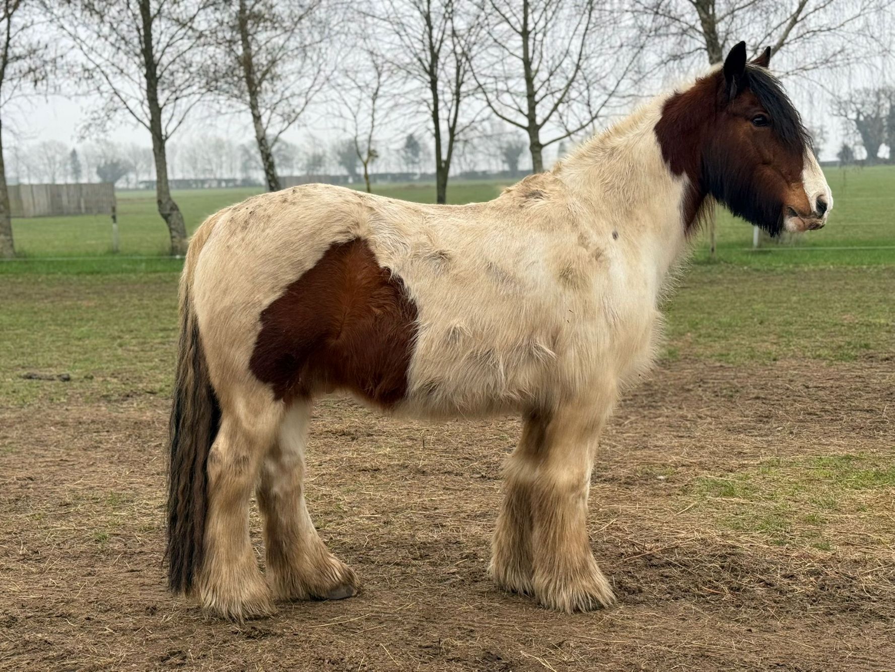 Additional image of Harrison