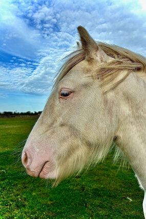 Headshot of Calderberry Sparke - white horse with head collar on