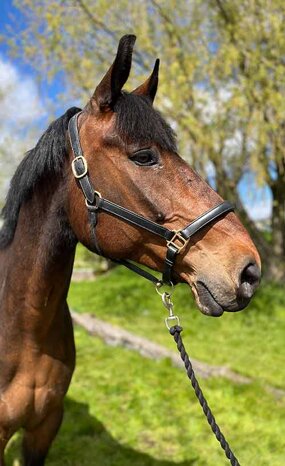 Headshot of Calderberry Sparke - white horse with head collar on