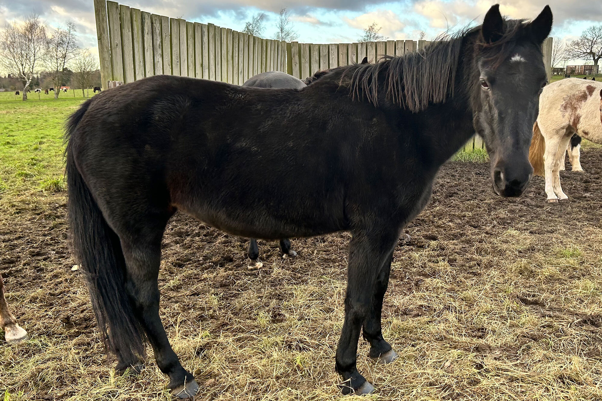 Additional image of Phoebe