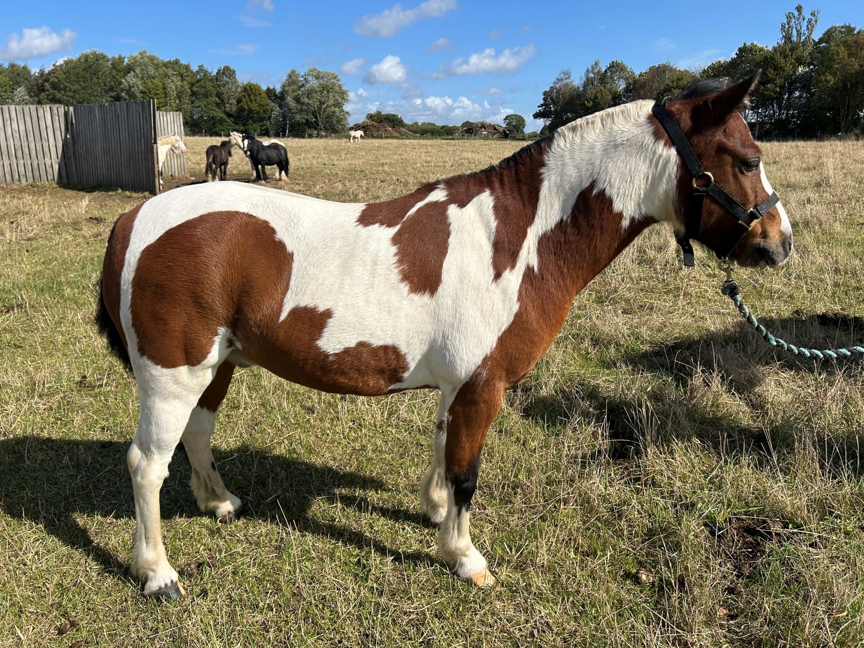 Additional image of Charlie