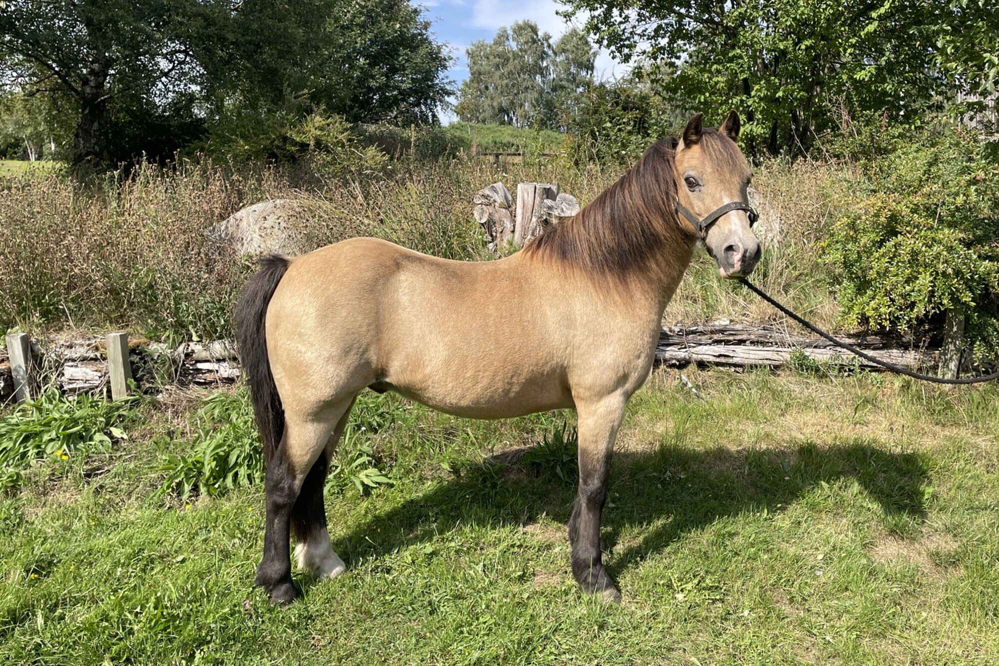 photo of Toffee
