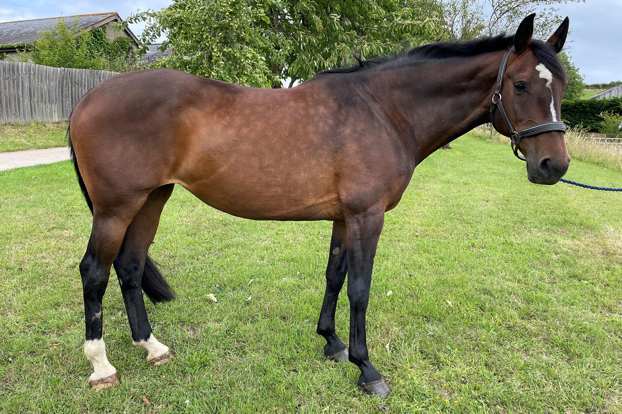 photo of Quainton Covergirl (Darcy)