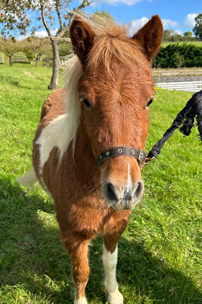 Headshot of Calderberry Sparke - white horse with head collar on