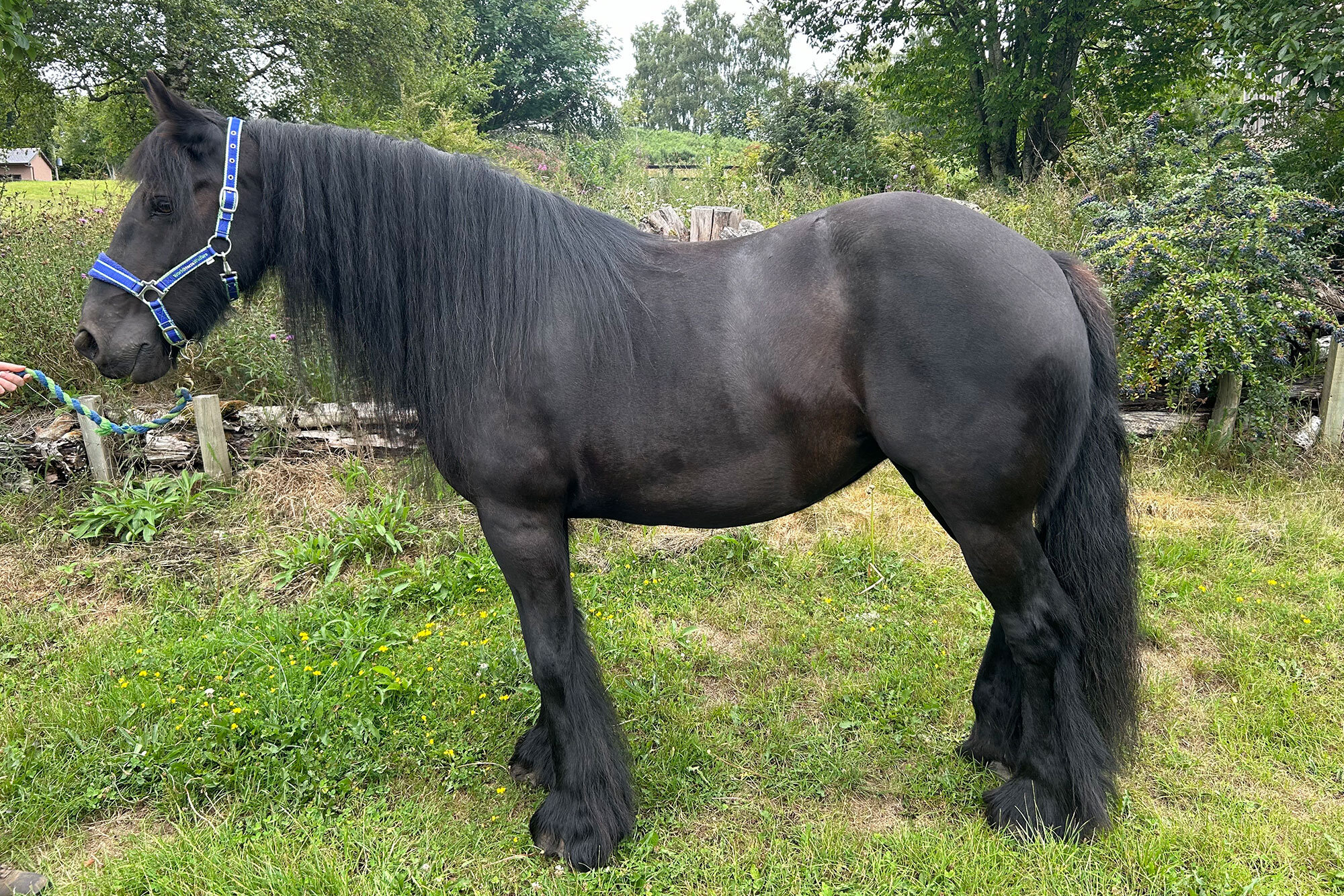 photo of Thestral
