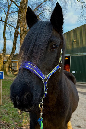 Headshot of Calderberry Sparke - white horse with head collar on