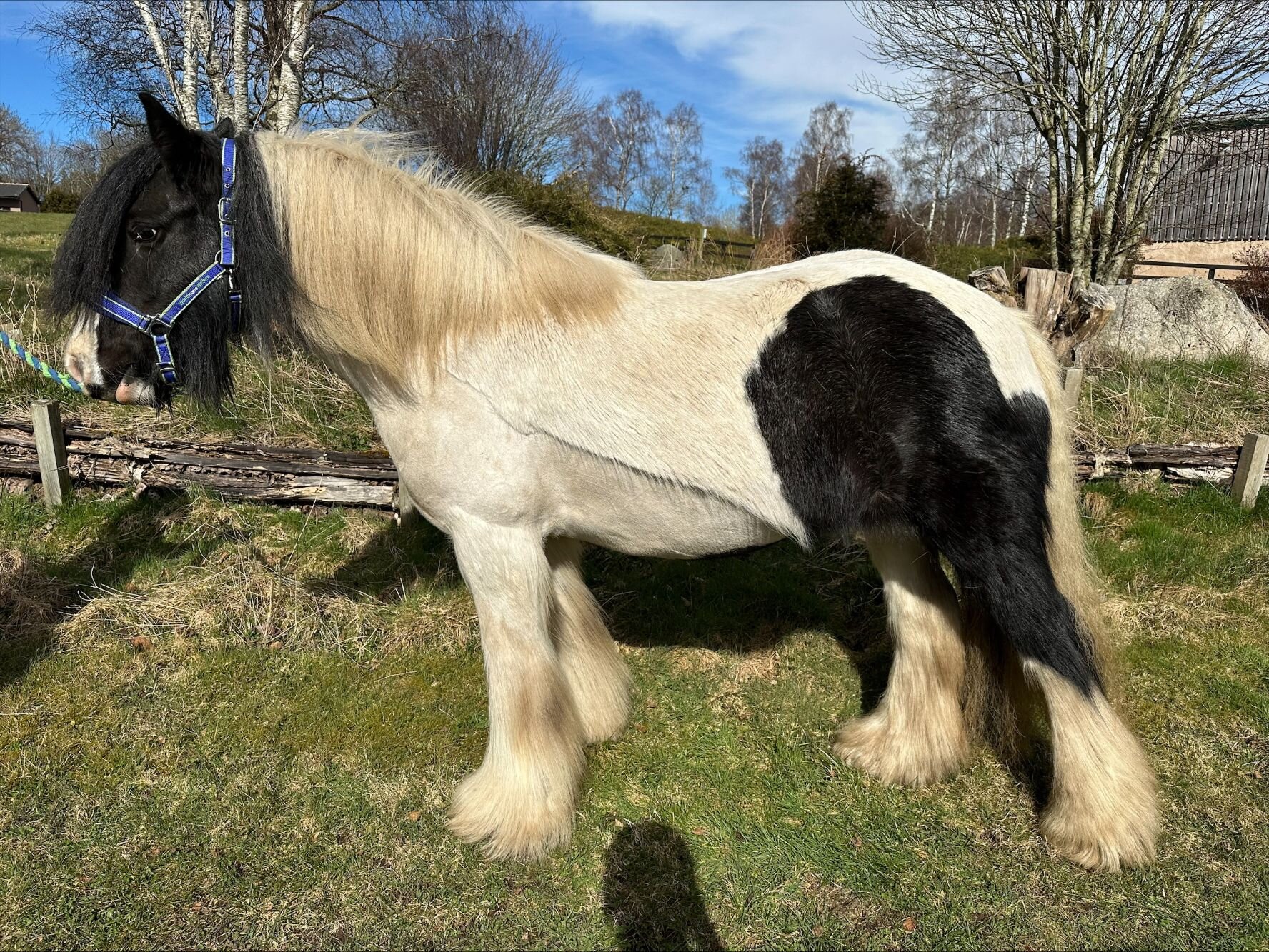 photo of Morwen