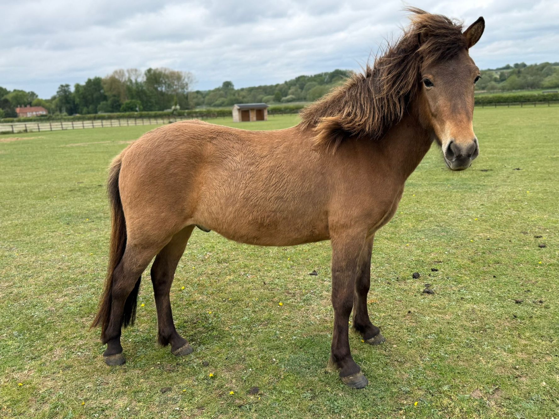 photo of Snorri