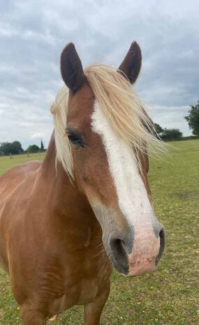 Headshot of Calderberry Sparke - white horse with head collar on