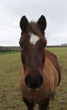 Headshot of Calderberry Sparke - white horse with head collar on