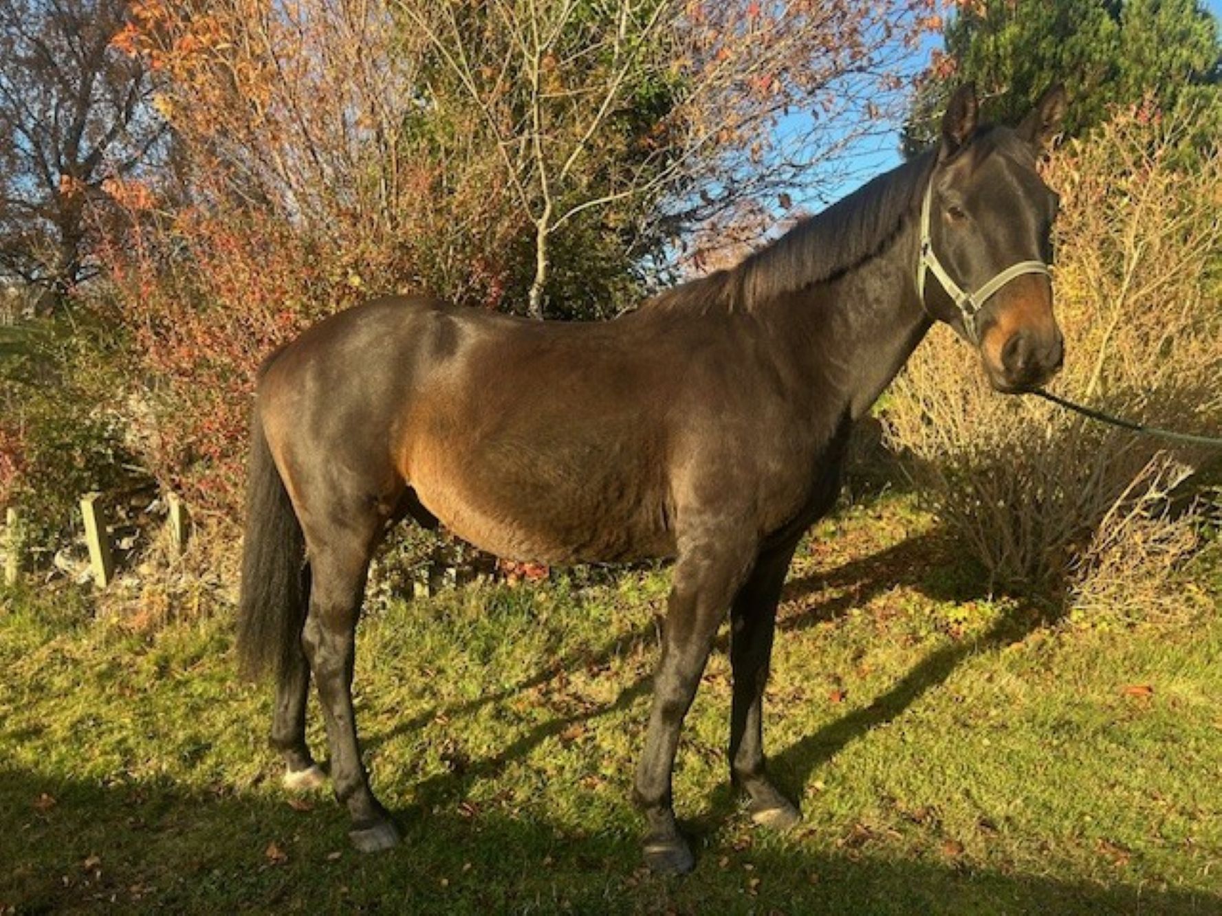 photo of Cruz