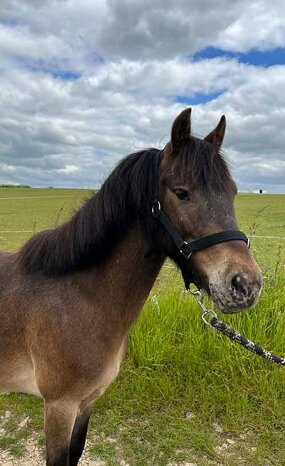 Headshot of Calderberry Sparke - white horse with head collar on