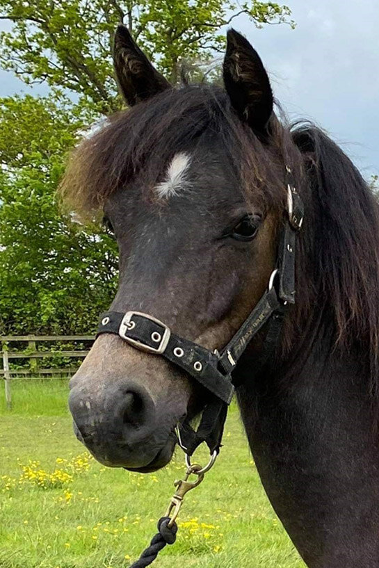 Headshot of Rolo