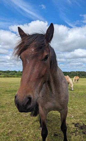 Headshot of Calderberry Sparke - white horse with head collar on