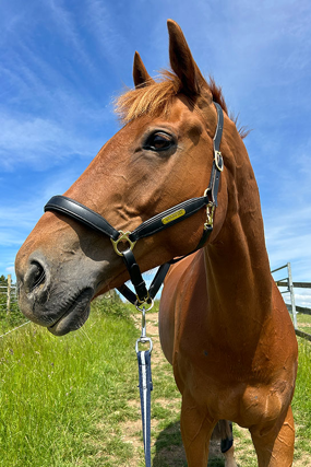 Headshot of Earl of Wisdom