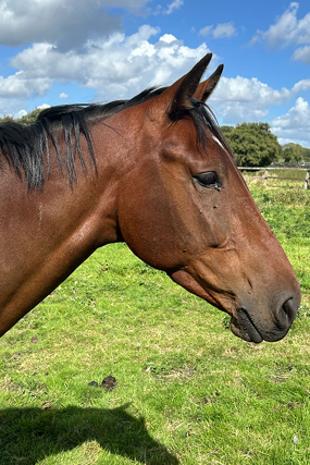 Headshot of Peanut