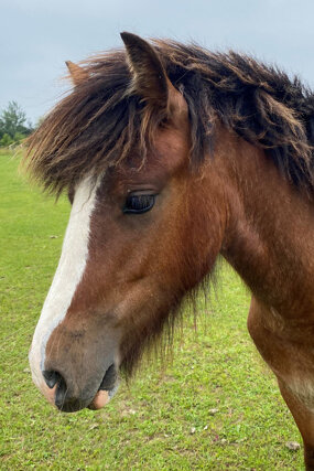 Headshot of Calderberry Sparke - white horse with head collar on