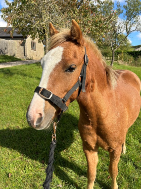 Headshot of Crunchie