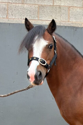 Headshot of Calderberry Sparke - white horse with head collar on