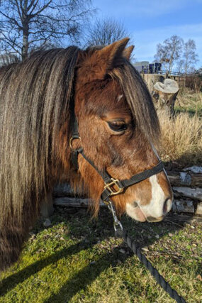 Headshot of Calderberry Sparke - white horse with head collar on