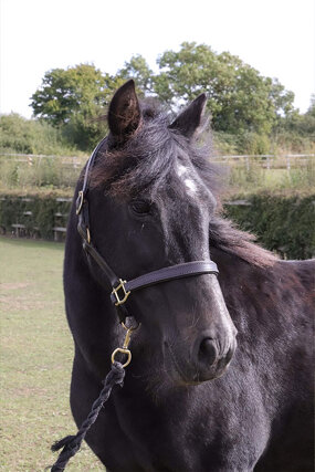 Headshot of Calderberry Sparke - white horse with head collar on