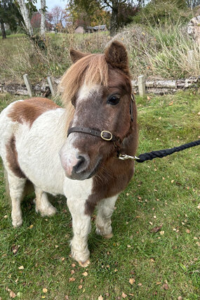 Headshot of Calderberry Sparke - white horse with head collar on