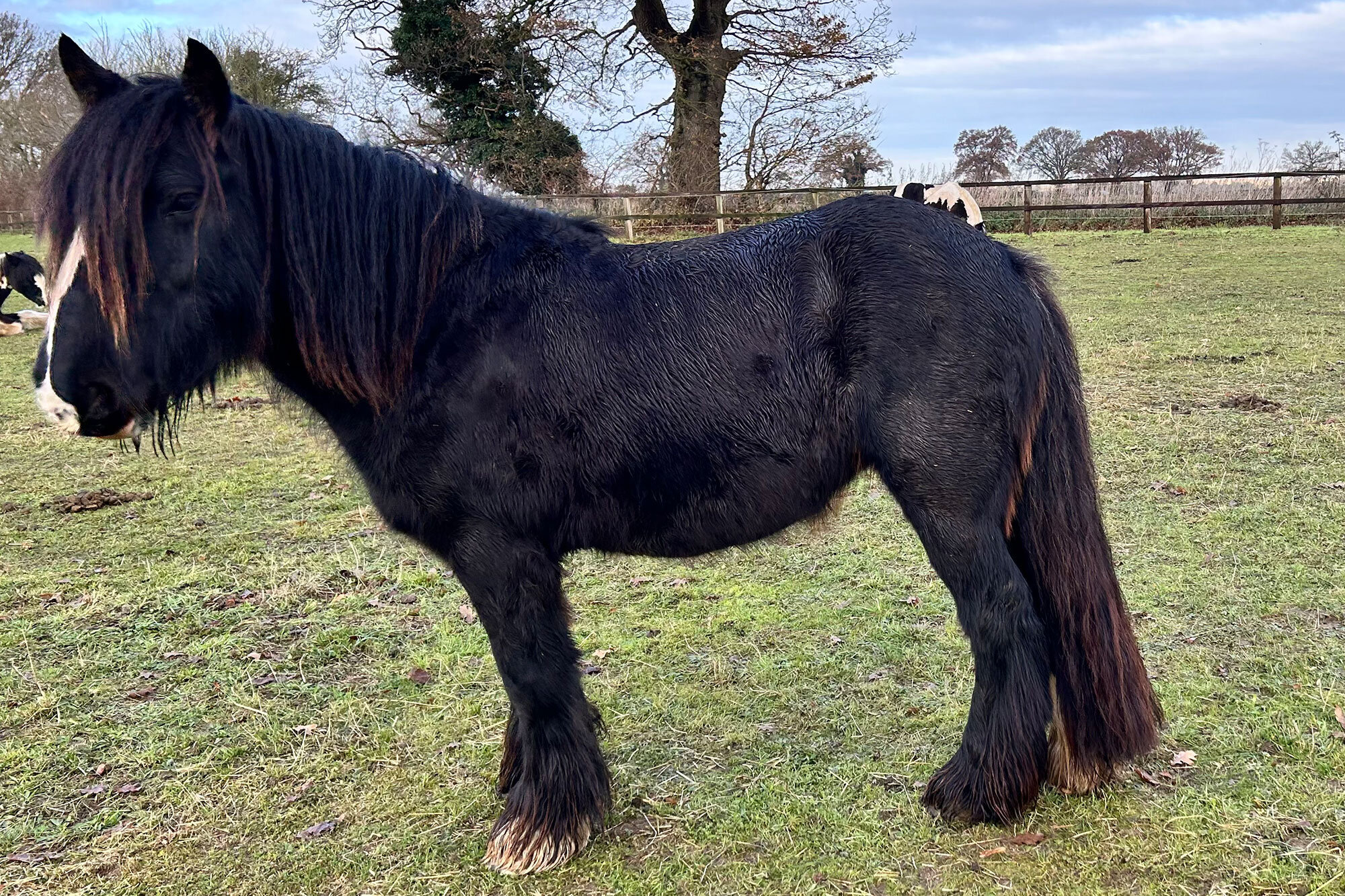 Additional image of Midnight