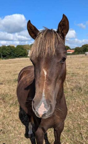 Headshot of Calderberry Sparke - white horse with head collar on