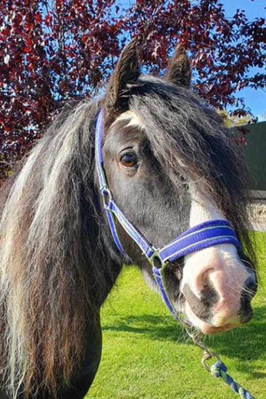 Headshot of Calderberry Sparke - white horse with head collar on