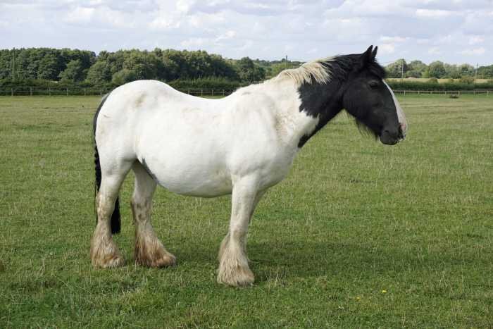 photo of Fern