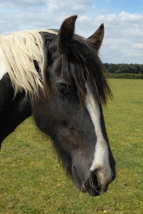 Headshot of Calderberry Sparke - white horse with head collar on