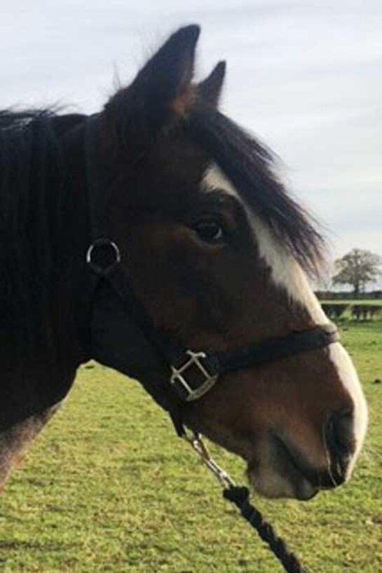 Headshot of Calderberry Sparke - white horse with head collar on