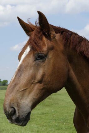 Headshot of Calderberry Sparke - white horse with head collar on