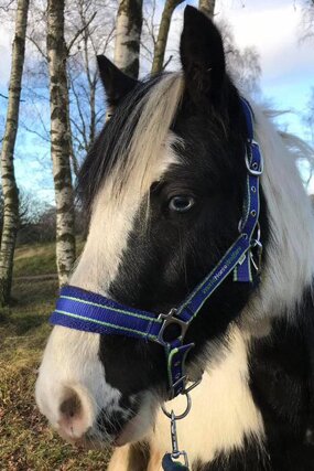 Headshot of Calderberry Sparke - white horse with head collar on