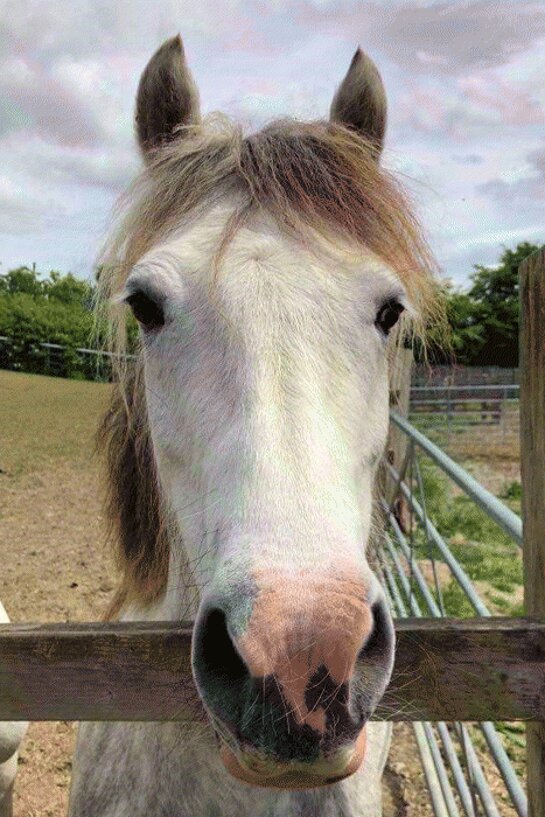 Headshot of Calderberry Sparke - white horse with head collar on
