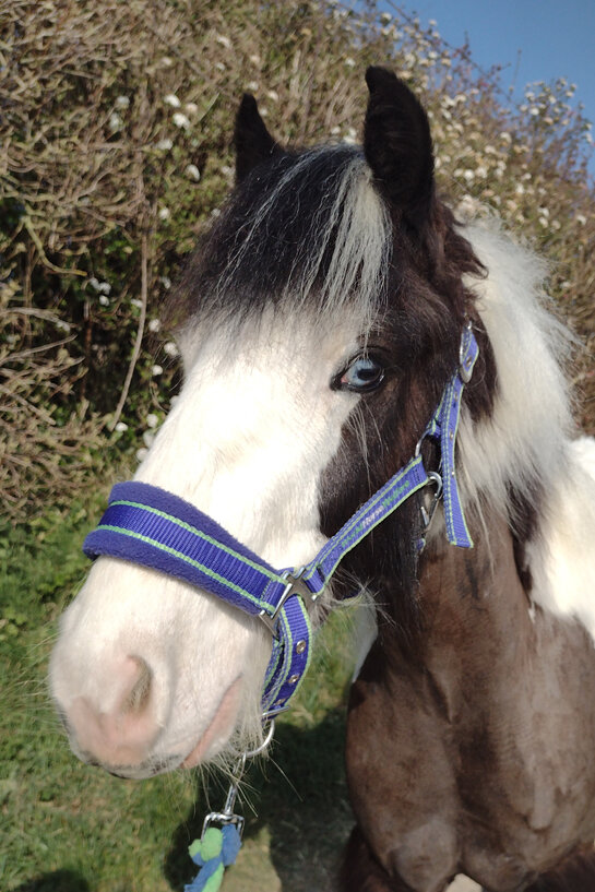 Headshot of Bertie