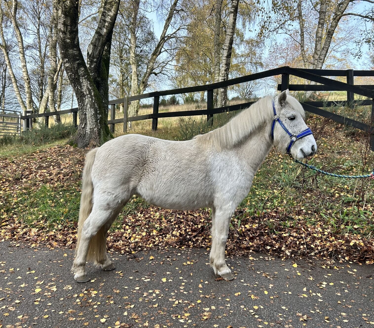 Additional image of Itsy Bitsy