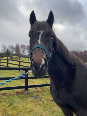 Headshot of Poker (Cookie)