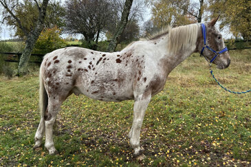 woman petting a horse