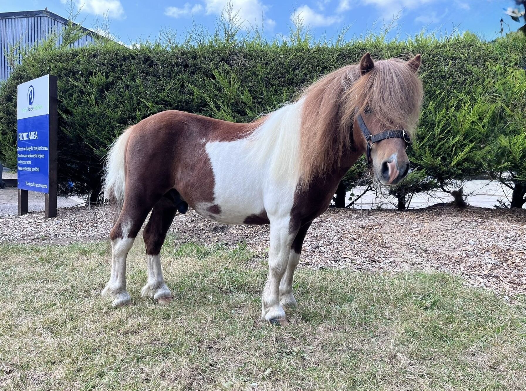 photo of Paddy (Coco)