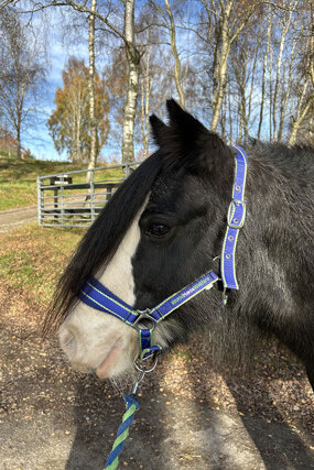 Headshot of Calderberry Sparke - white horse with head collar on