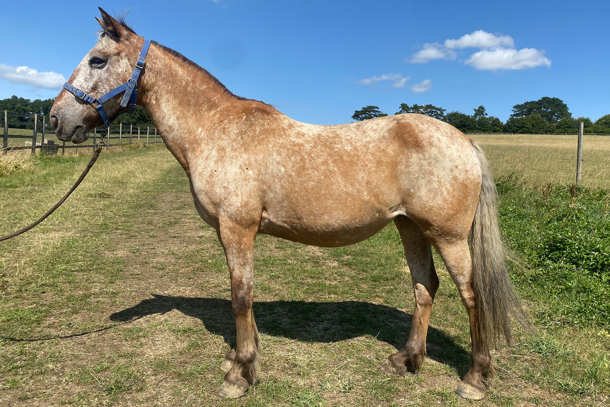 photo of Flicker