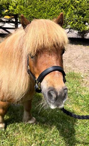 Headshot of Calderberry Sparke - white horse with head collar on