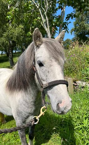 Headshot of Calderberry Sparke - white horse with head collar on