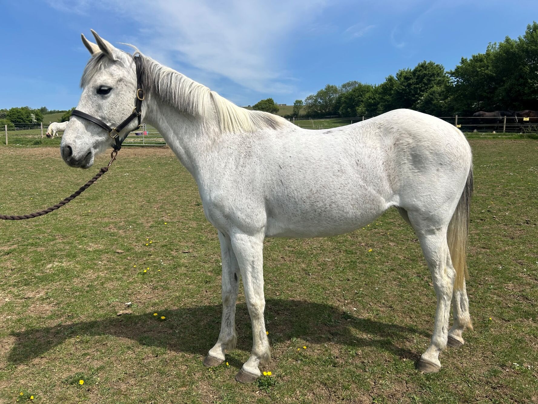 photo of Crafton Daydream (Blue)
