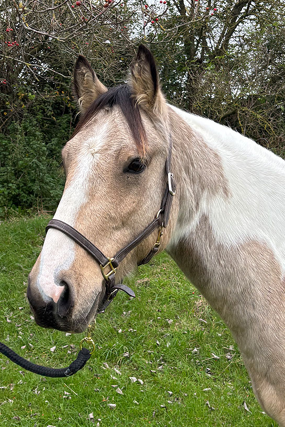 Headshot of Finn