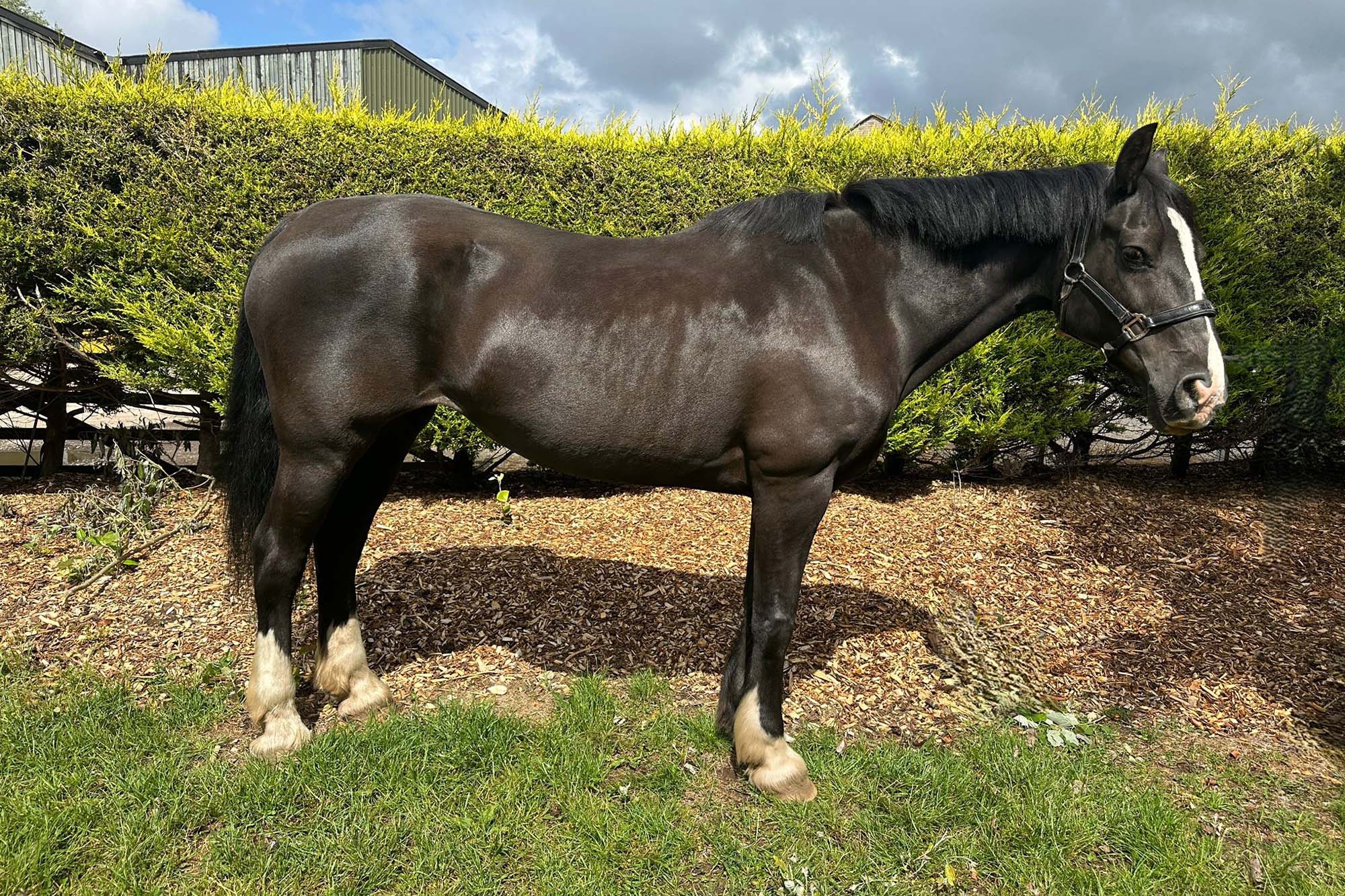 Additional image of Fronwen Maggie