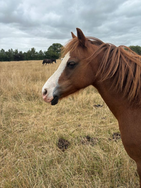 Headshot of Grangefields Bella