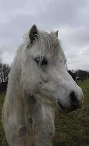 Headshot of Calderberry Sparke - white horse with head collar on